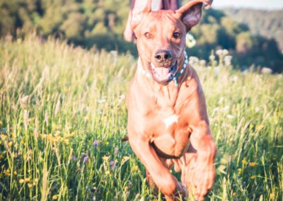 Isi-going_hundetraining_UNTERSTÜTZUNG